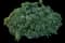 Pittosporum Mojo® — design image 15