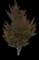 European Beech — design image 6