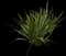 New Zealand Flax (Phormium tenax) — design image 12