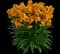 Sunstrong™ Orange Improved Erysimum hybrida — design image 1