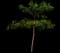 Indian Almond — design image 2