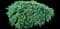 Japanese Yew — design image 3