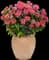 Pardon My Rose™ Bee Balm — design image 2