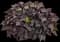 Sweet Potato Vine (Ipomoea) — design image 2