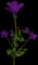 Lisianthus — design image 1