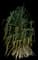 Tahitian Screw Pine — design image 8