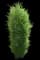 Fine Line® Buckthorn — design image 8