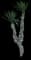 Spanish Dagger Yucca — design image 10