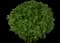 Bonsai Basil — design image 1