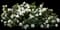 Dwarf Radicans Gardenia — design image 2