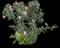 Tropical Hibiscus Tree — design image 22