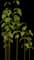 Bloodtwig Dogwood — design image 2