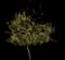 Hong Kong Orchid Tree — design image 1