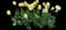 Garden Tulips — design image 25