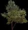 Heritage® River Birch — design image 2