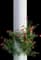 Rosa Altissimo — design image 2