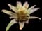 Blushing Bromeliad — design image 4
