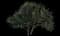 Tahitian Screw Pine — design image 3