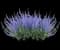 Denim 'n Lace Russian Sage — design image 3