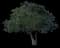 Yellow Oleander — design image 4