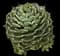 Cream Spike Agave — design image 1