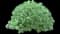 Fringed Sagebrush Wormwood — design image 3