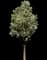 Flowering Pear Tree — design image 16
