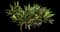 Oyster Plant — design image 4