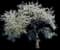 Apricot Tree (Prunus armeniaca) — design image 1