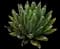 Queen Victoria Agave — design image 4