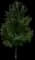 Flowering Pear Tree — design image 9
