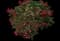 Pink Pixie Bougainvillea — design image 9