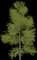 Katsura Tree — design image 2