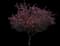 Crabapple Tree — design image 3