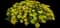 Aizoon Stonecrop — design image 1