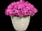 'Paint the Town Fancy' Pinks - Dianthus — design image 4