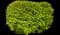 Burning Bush — design image 4