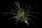 Desert Spoon — design image 6