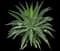 Fox Tail Agave — design image 14
