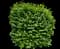 Eastern Snowball Bush — design image 7