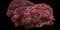 Japanese Maple Tree — design image 3
