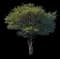Autumn Brilliance Serviceberry Tree — design image 3