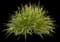Tall Flatsedge — design image 1