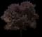 Newport Flowering Plum — design image 4