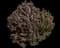 Five-angled spurge — design image 1
