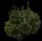 Laurel Tree (Laurus) — design image 8
