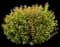 Jefam Amber Jubilee™ Ninebark — design image 2