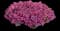 Supertunia® Vista Jazzberry Petunia — design image 1