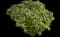 Jade Plant — design image 15