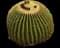 Golden Barrel Cactus — design image 13